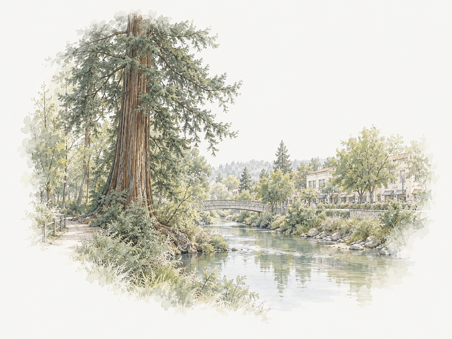 Ilustração em aquarela de uma sequoia costeira e um riacho em Palo Alto
